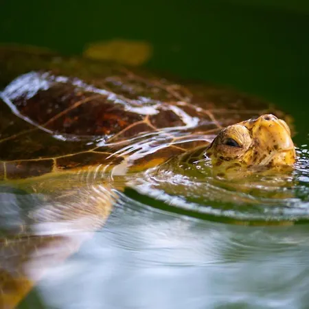 Ayla Paradise * داليان